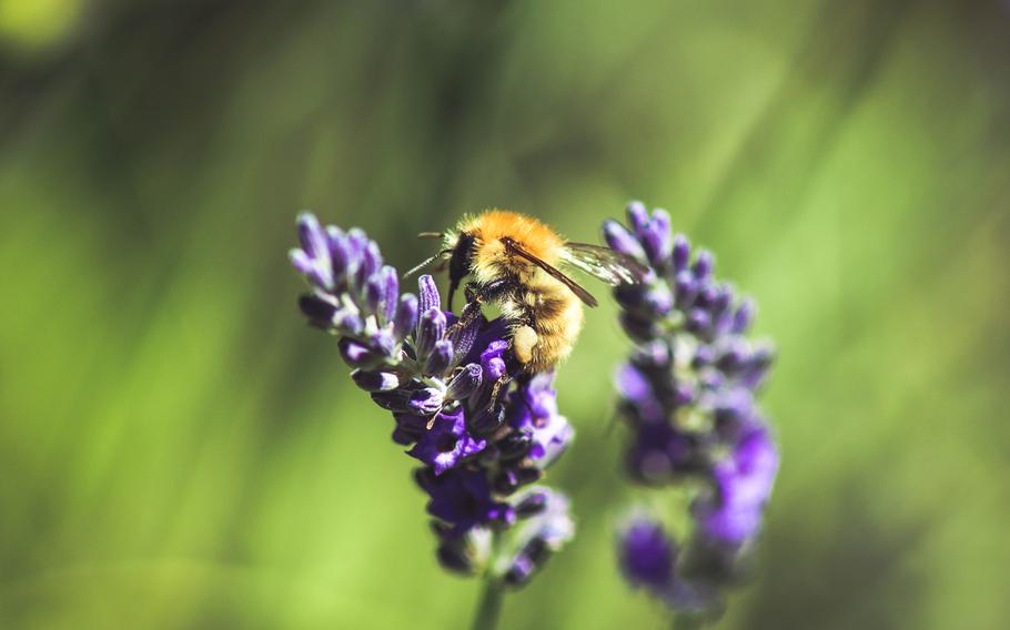 A bee drinking nectar from a lavender plant | Photo by Loïc Mermilliod