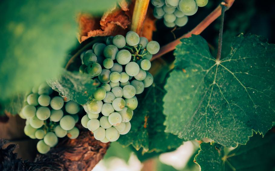 White grapes hanging from vine