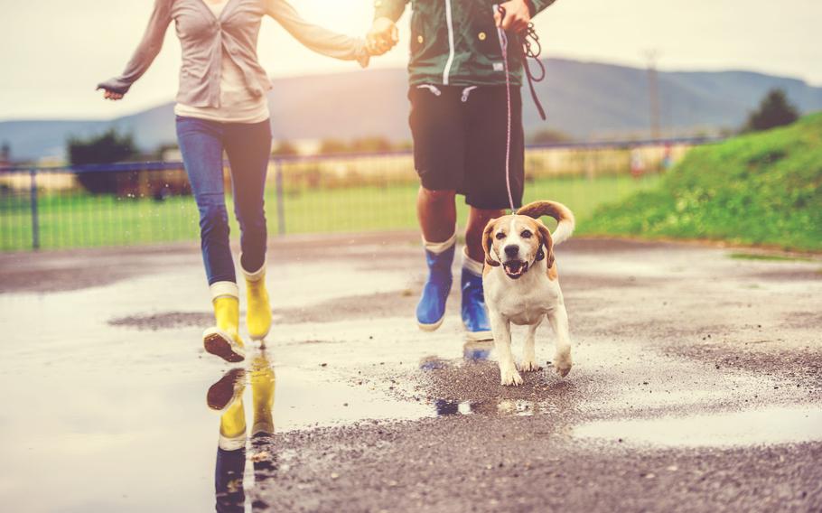 walking is good for pets and people