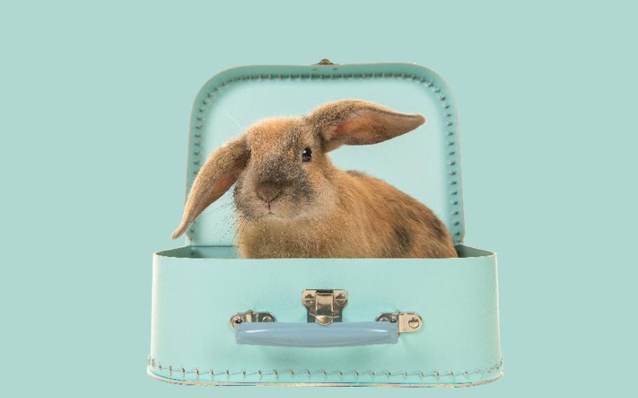 Brown rabbit sitting in a turquoise blue suitcase