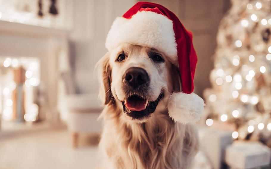 Dog in Santa hat
