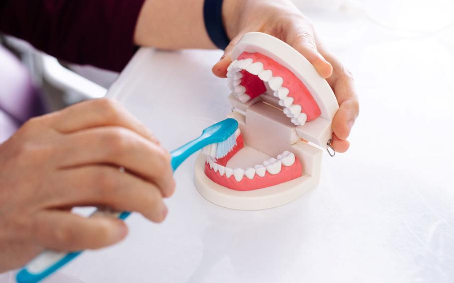 The dentist shows on the model of the jaw how to brush the teeth with a brush