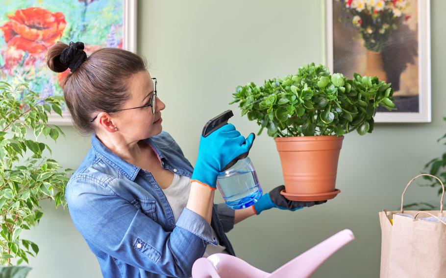 Woman watering indoor plant