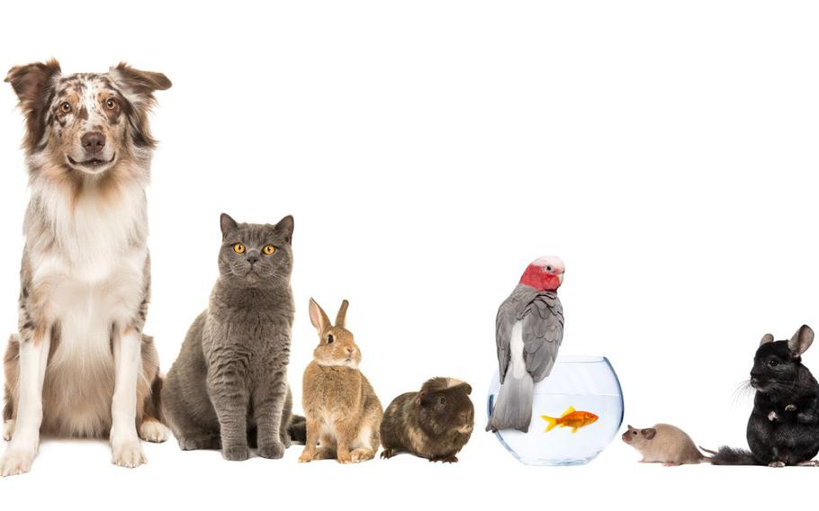 A line of different types of pets: dog, cat, rabbit, mouse, etc.