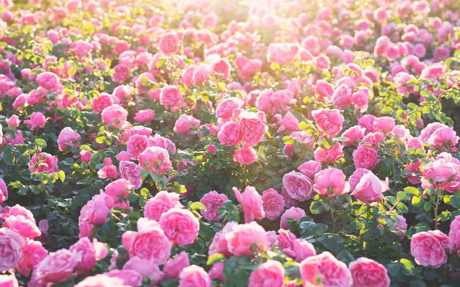 Pink flowers