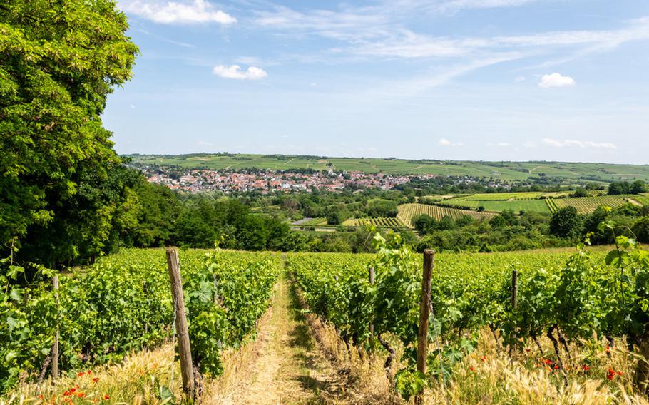 Ingelheim during summertime