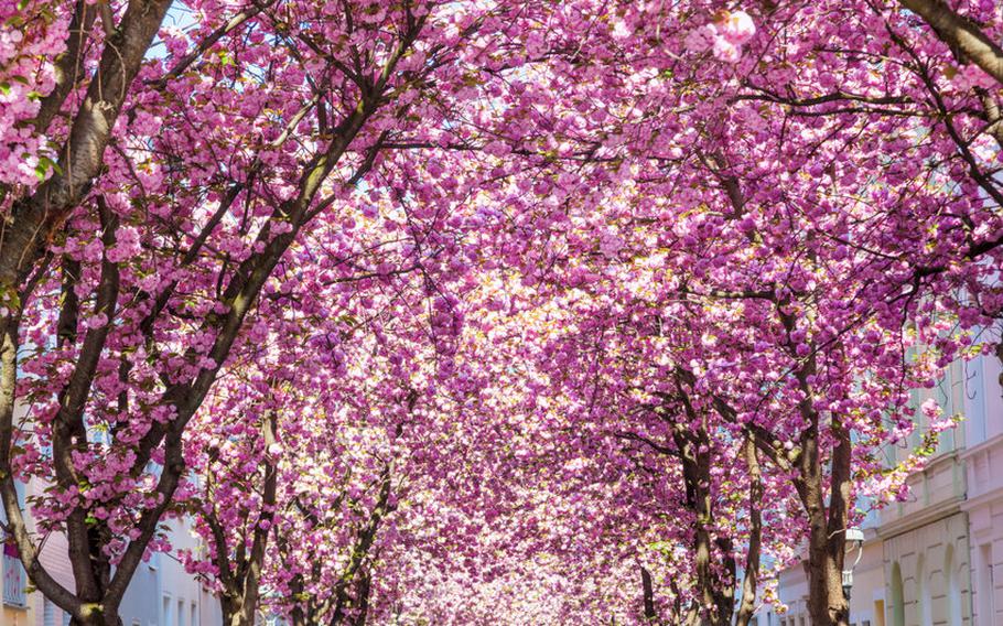 Alley in Bonn, Germany with cherry trees