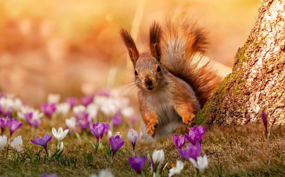 Squirrel and flowers