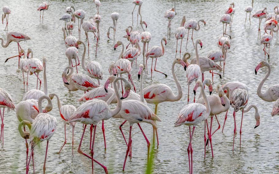 Flamingos at Camargue Park | Photo by Achim Prill