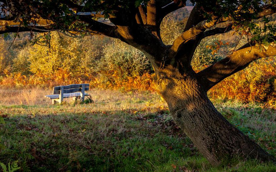 Winnie the Pooh's home in the "Hundred acre woods"