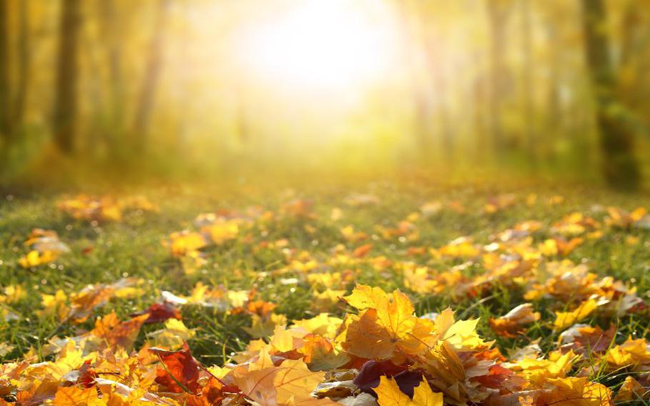 Sunlight in autumn forest. Colorful foliage in the park.