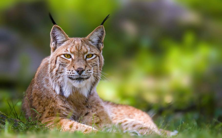 Kaiserslautern Wildpark lynx