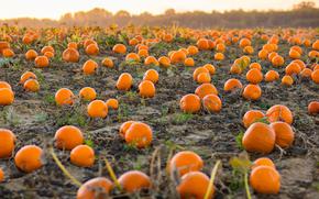 Pumpkin Patch 