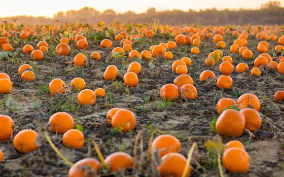  Pumpkin Patch 