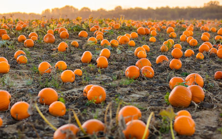 Pumpkin patch