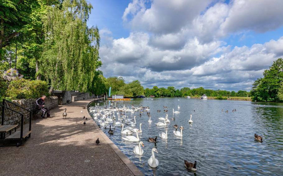 Swans on the River Thames at Windsor