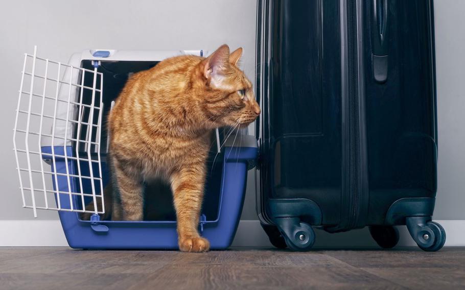 Cat coming out of carrier next to a suitcase